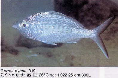Gerres oyena